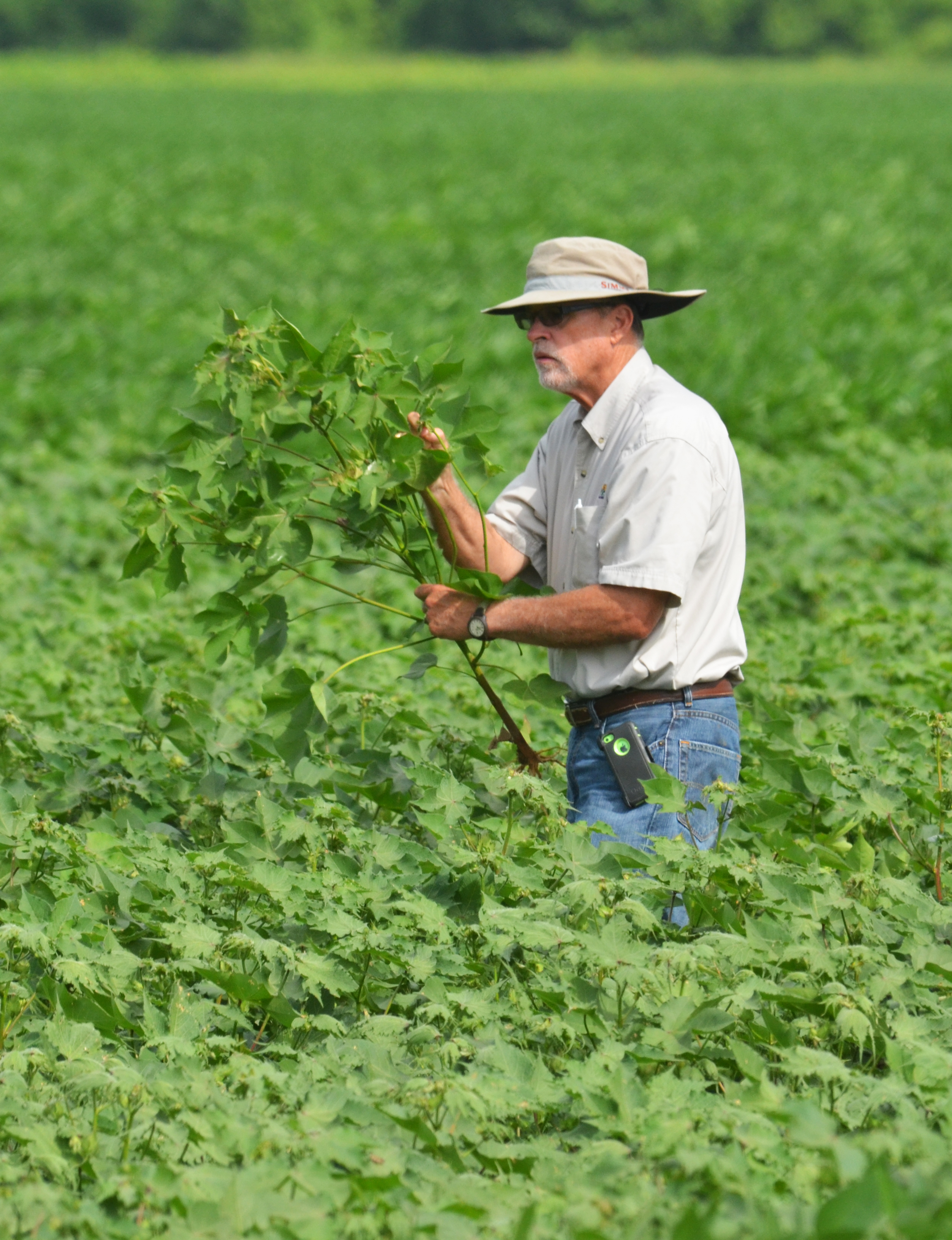 La. cotton harvest yields mixed reactions 